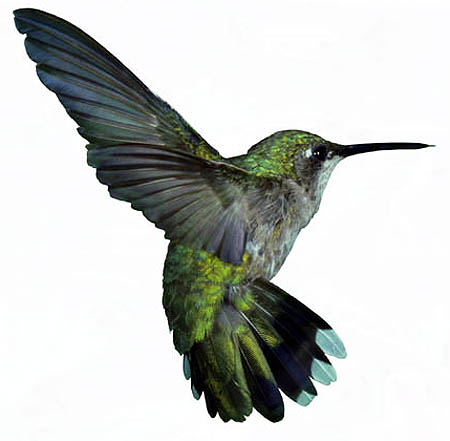 hummingbird_small.jpg